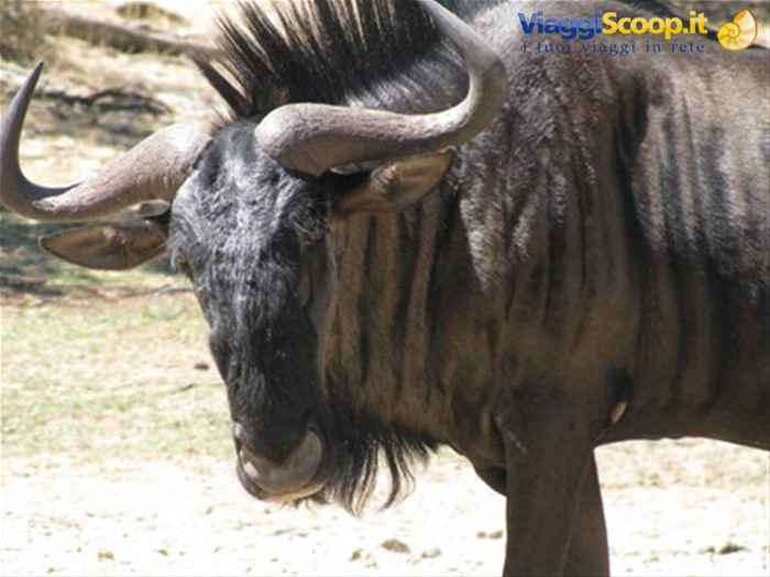 Daan Vlijoen- incontri ravvicinati