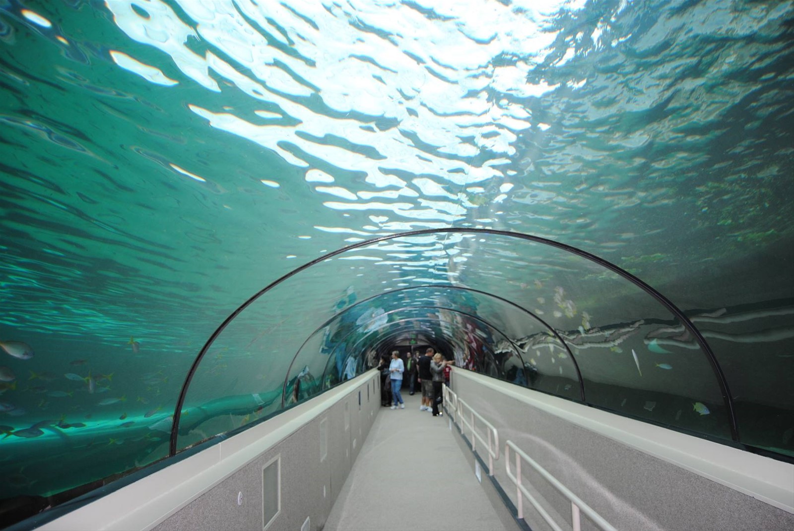 Lo splendido acquario di Sidney