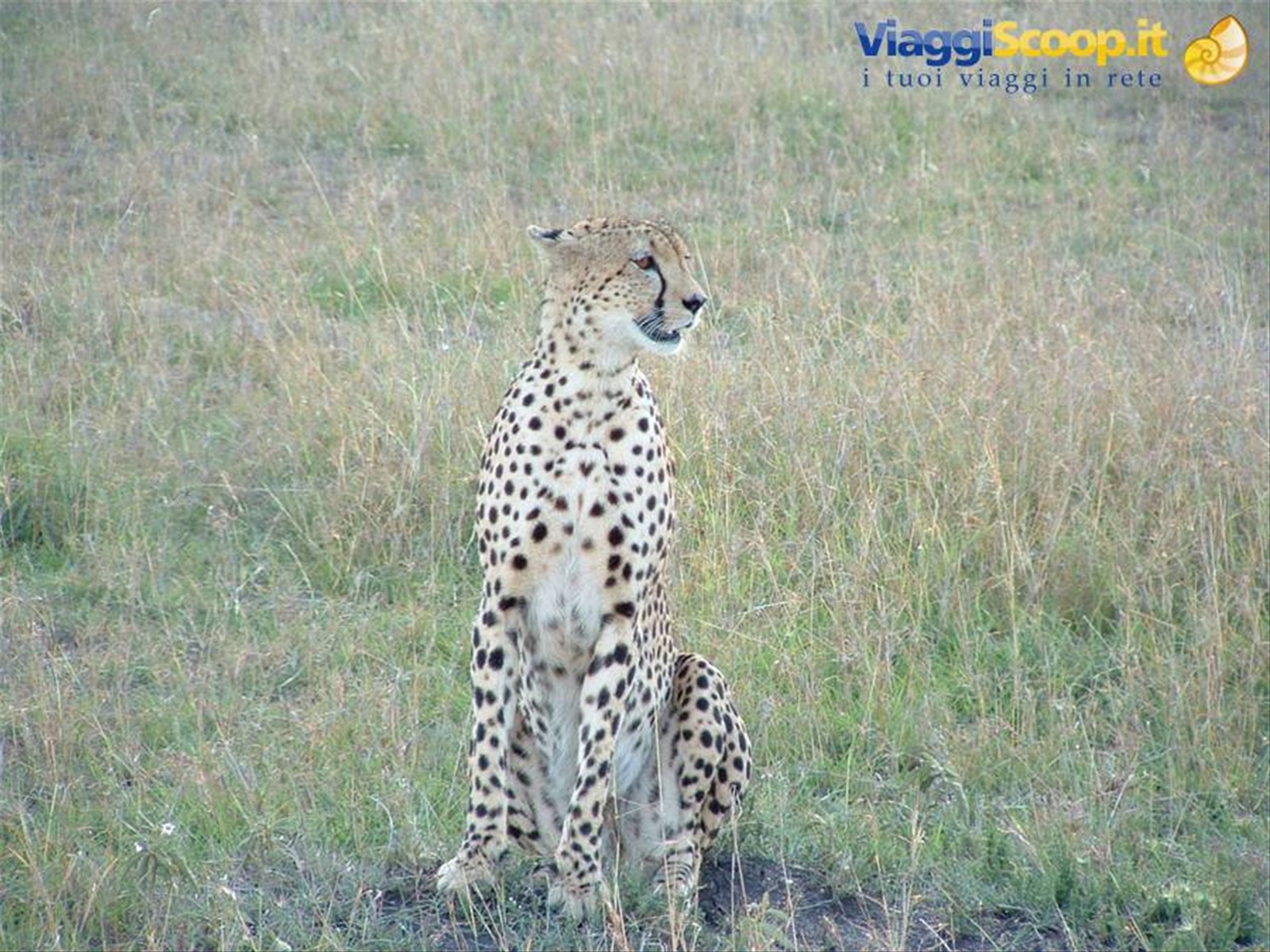 Masai Mara