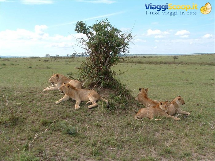 Masai Mara