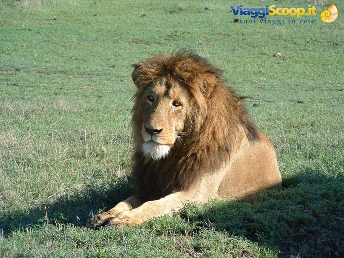 Ngorongoro
