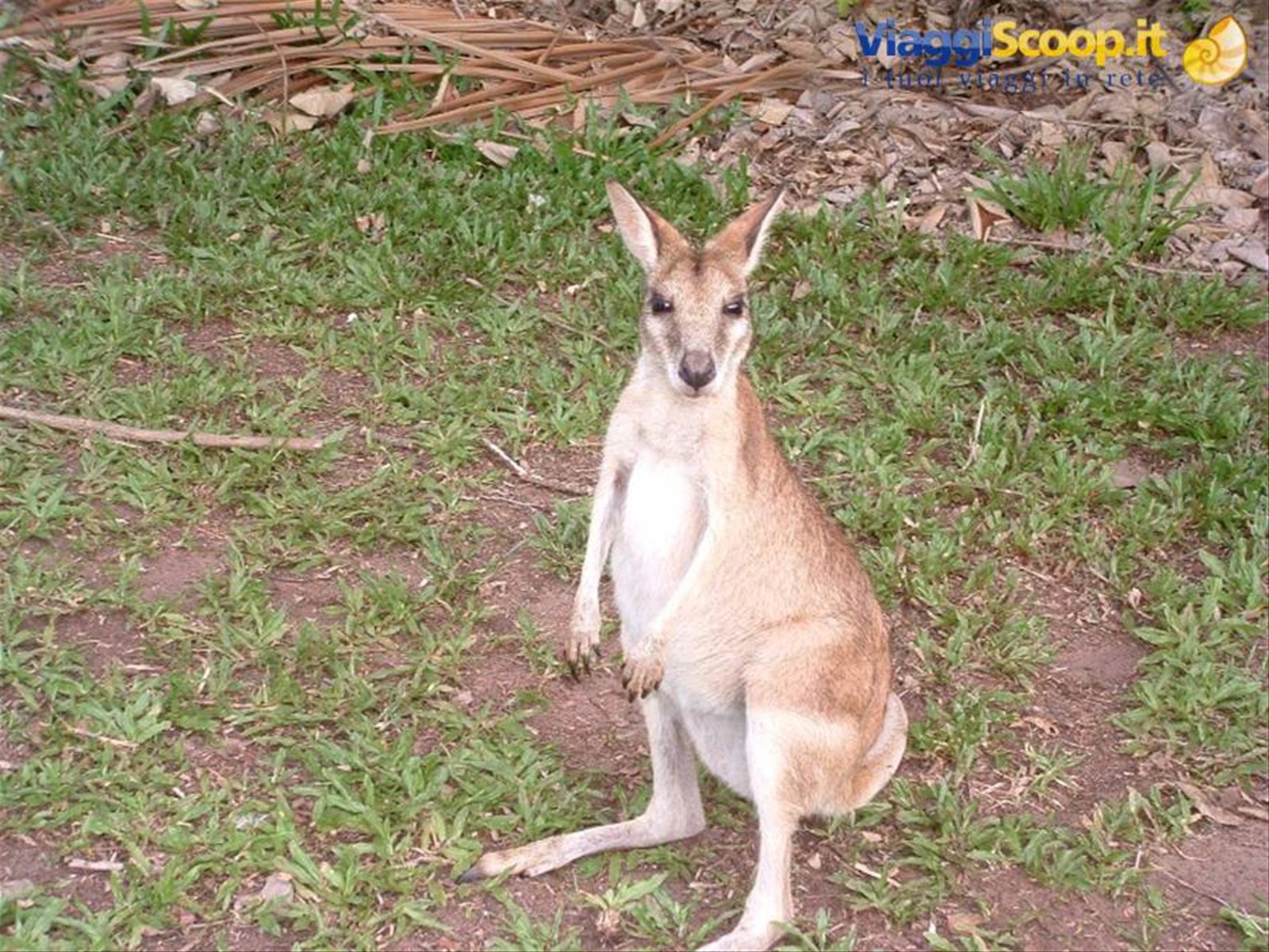 Wallaby