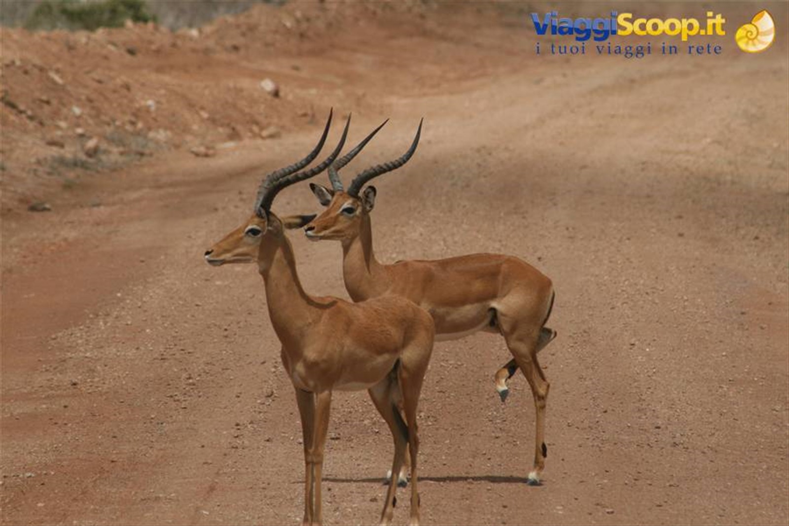 Foto di viaggio in KENYA