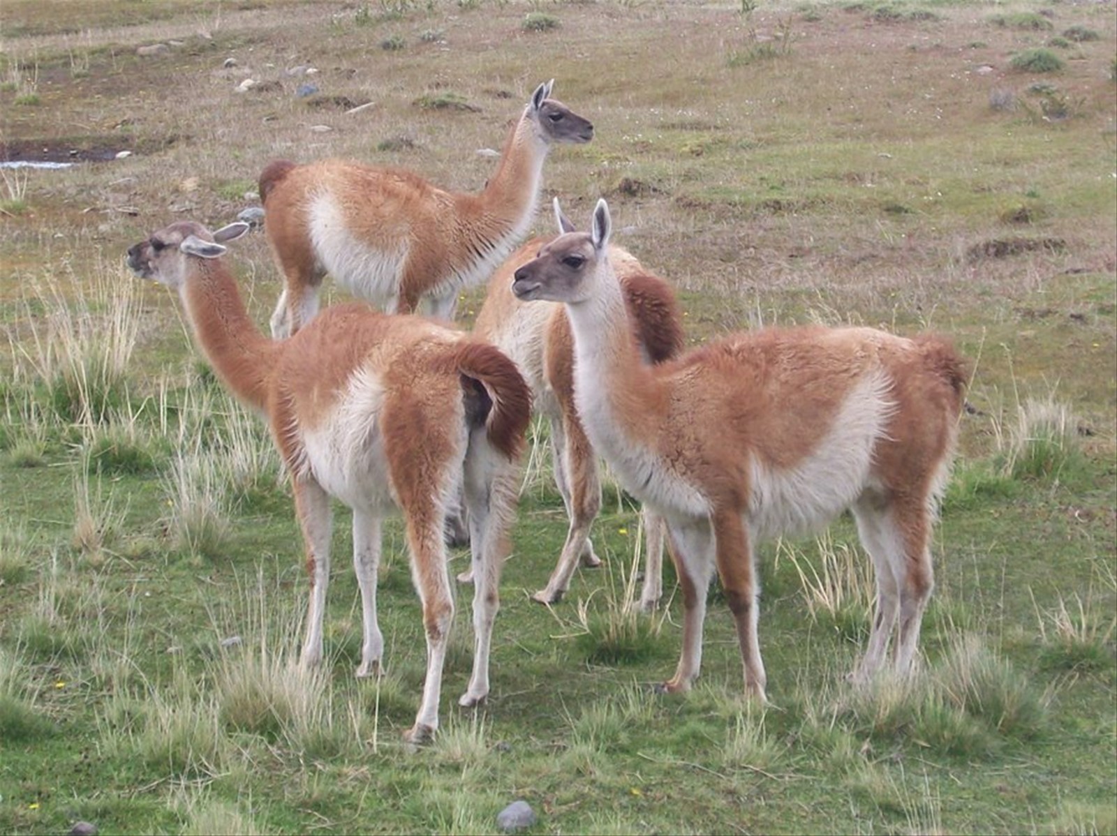 guanachi