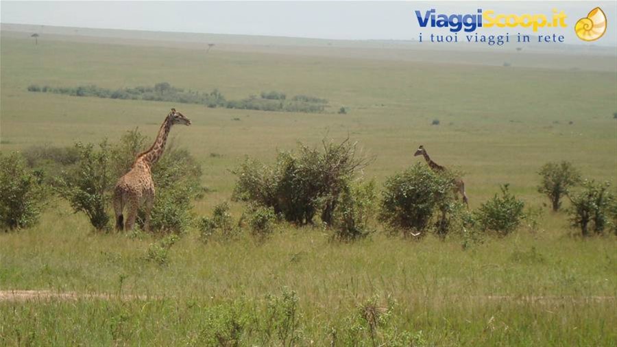 Masai Mara