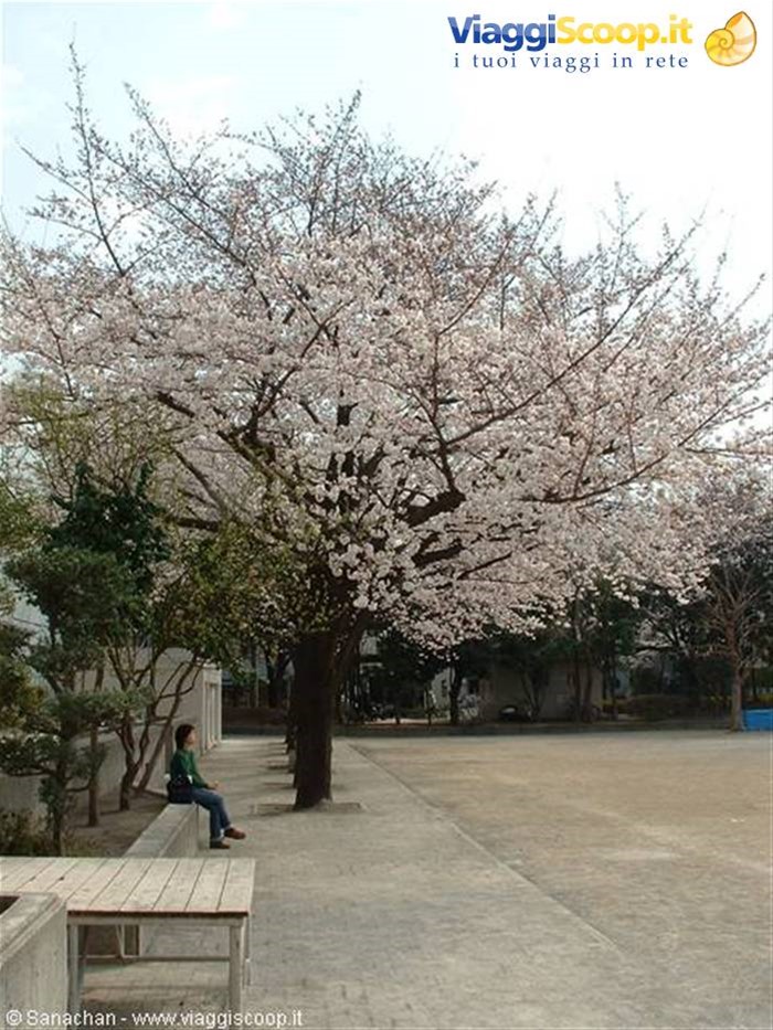 lo spettacolo dei sakura