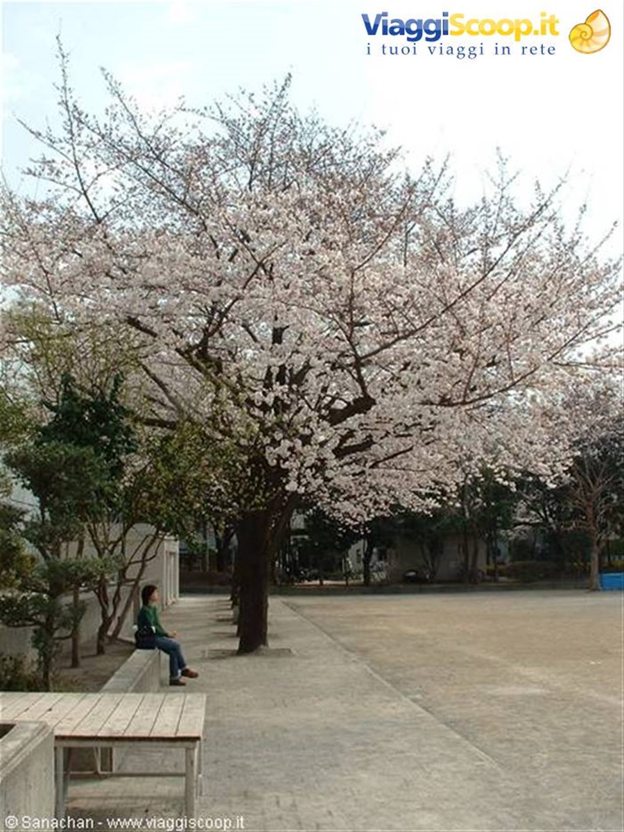 lo spettacolo dei sakura