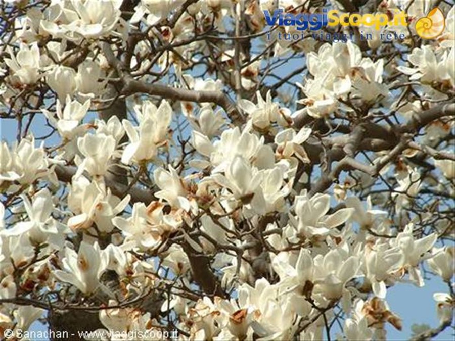 fiori a go go