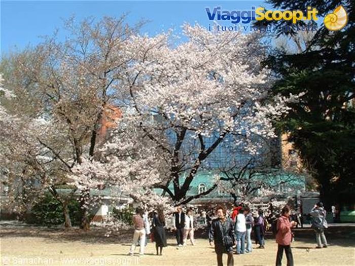 ultimo giorno a tokyo:Shinjuku Gyoen!