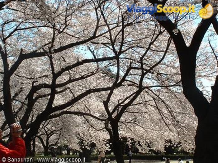 tokyo ci saluta così...