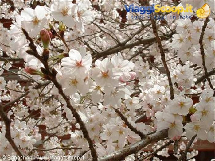 i sakura ci seguono ovunque..