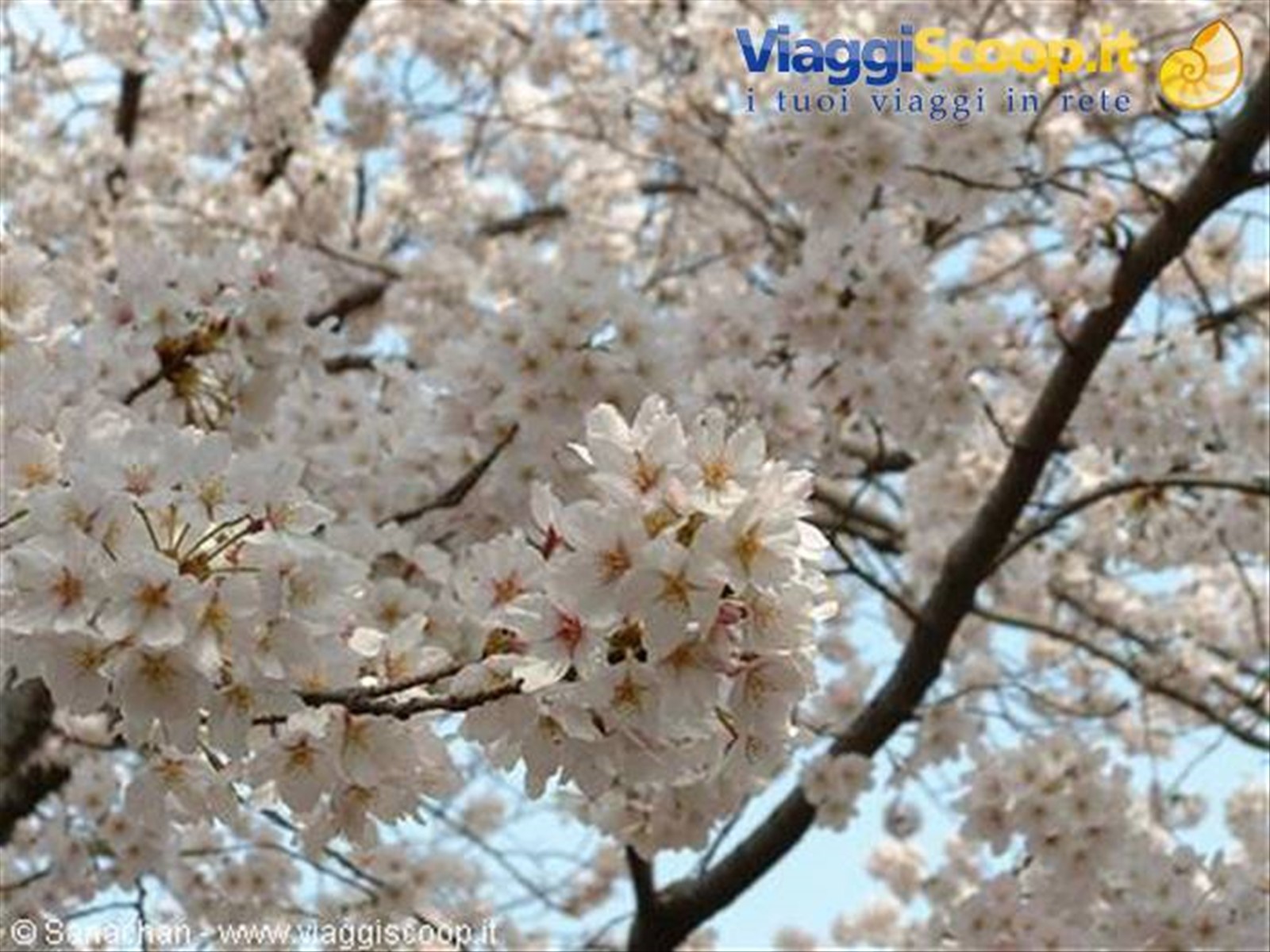 lo so che ho rotto con questi sakura ^_^