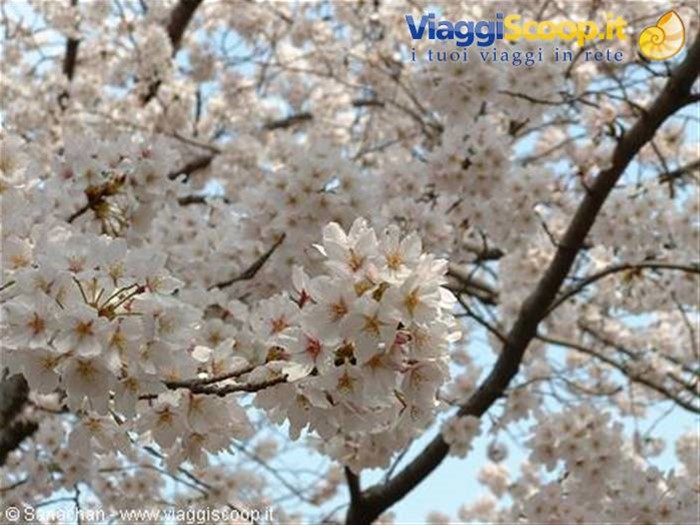 lo so che ho rotto con questi sakura ^_^