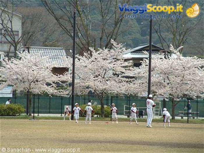 non sapevo che il baseball fosse così diffuso in Giappone...