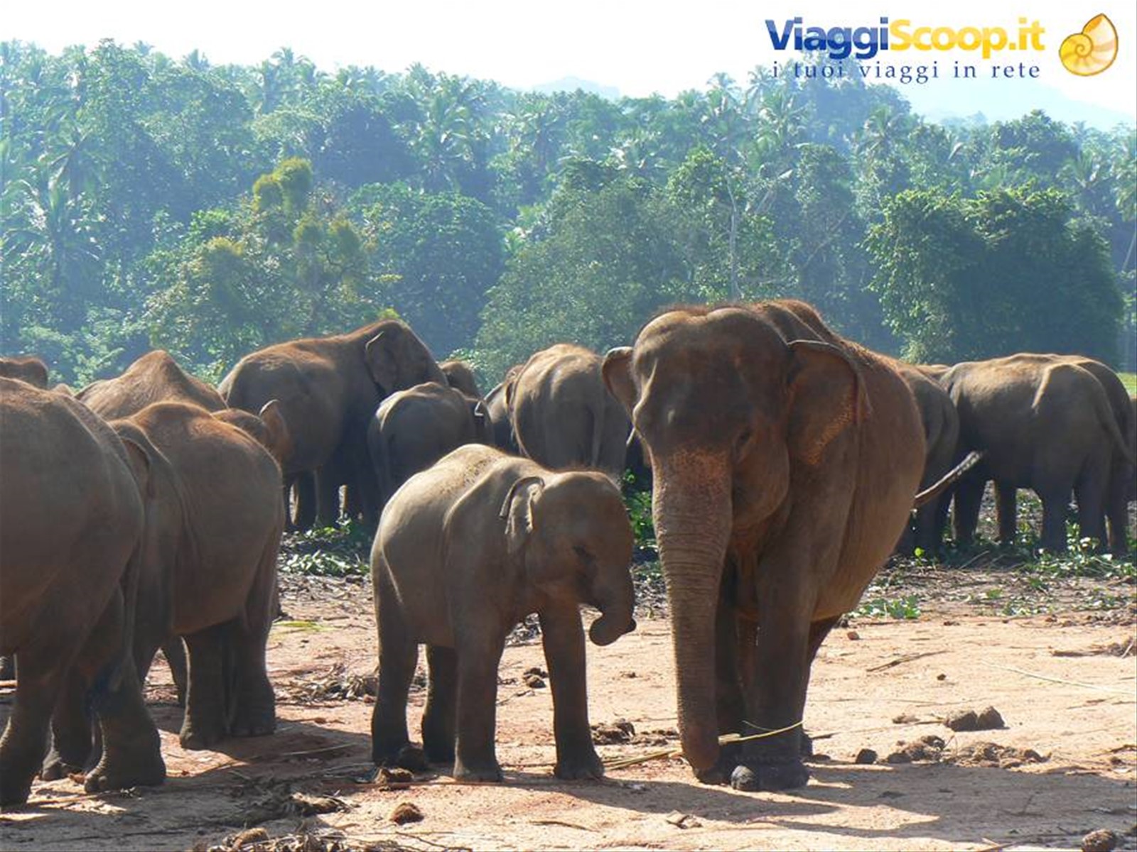 PINNAWELLA ELEPHANT ORPHANAGE-SRILANKA