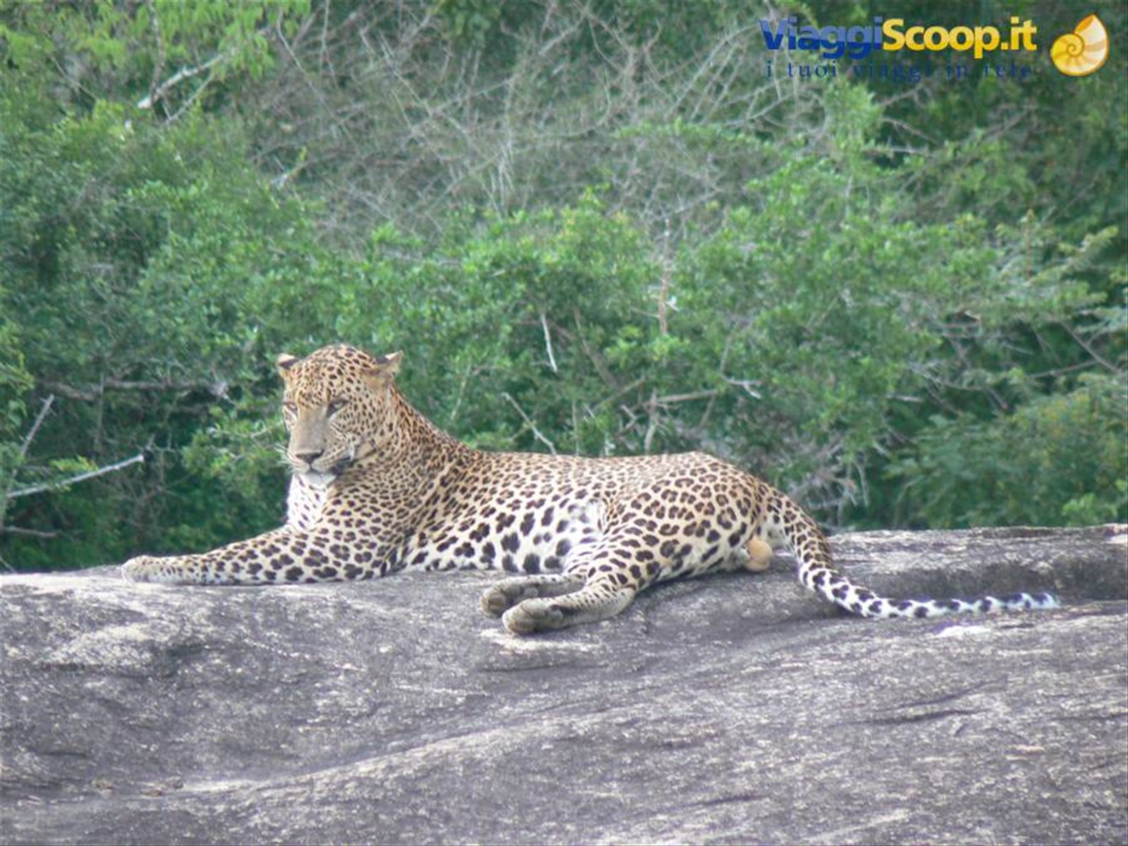 AVVISTAMENTO DEL LEOPARDO ALLO YALA NATIONAL PARK-SRILANKA