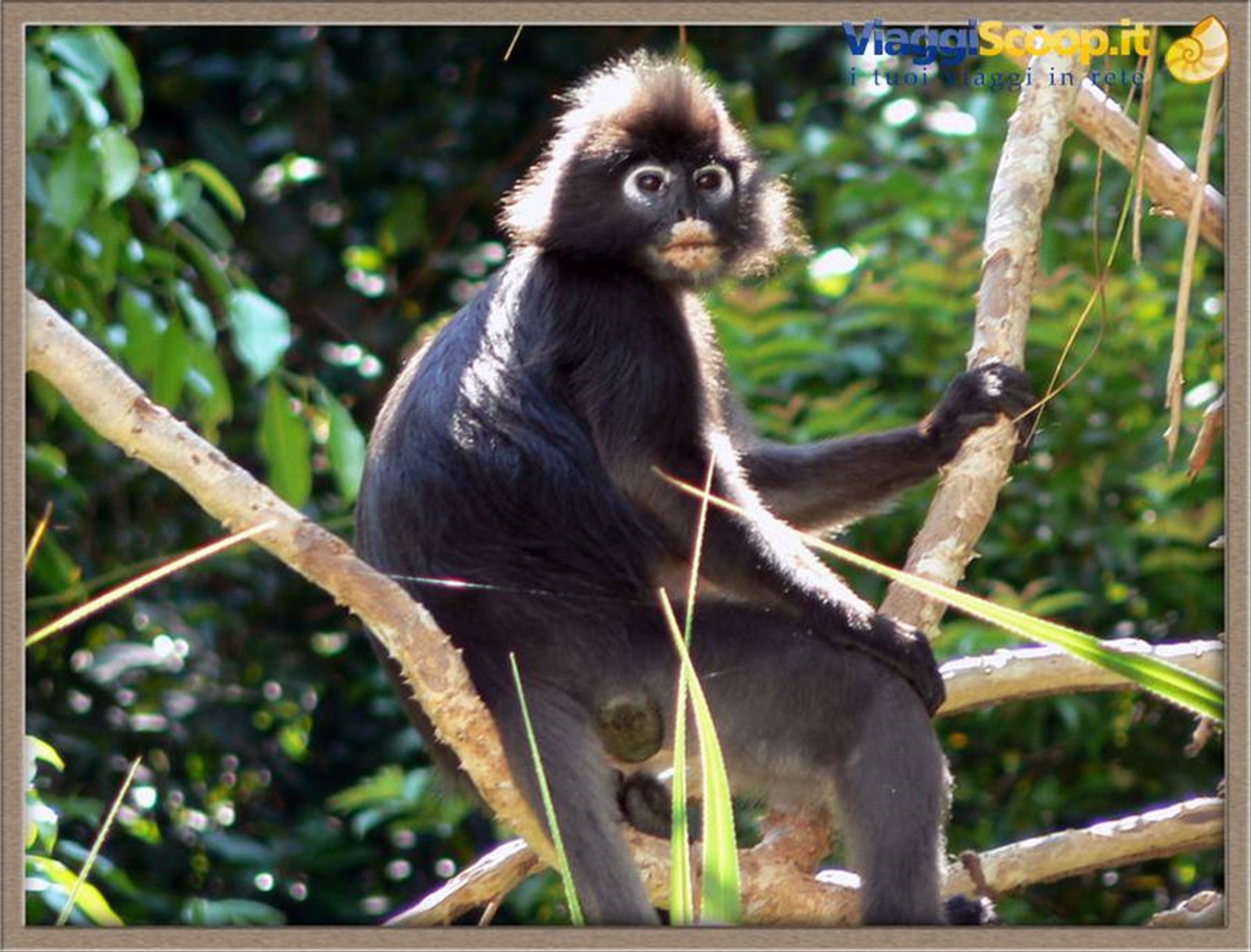 Foto di viaggio in MALESIA