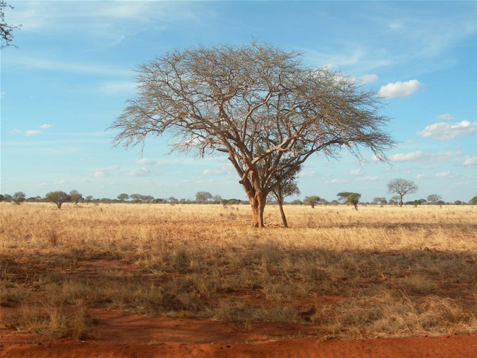 Safari Tzavo est