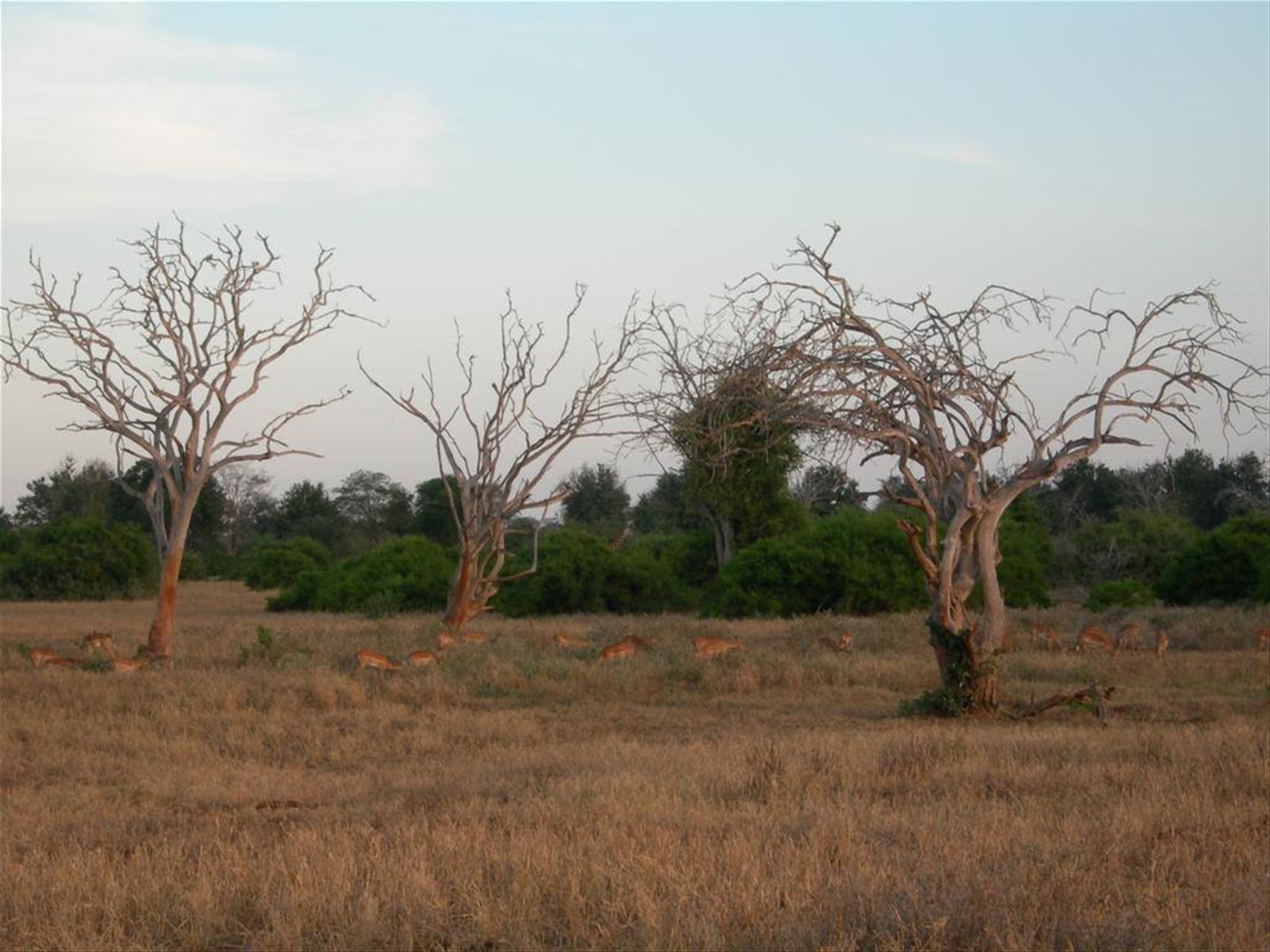 Safari Tzavo est