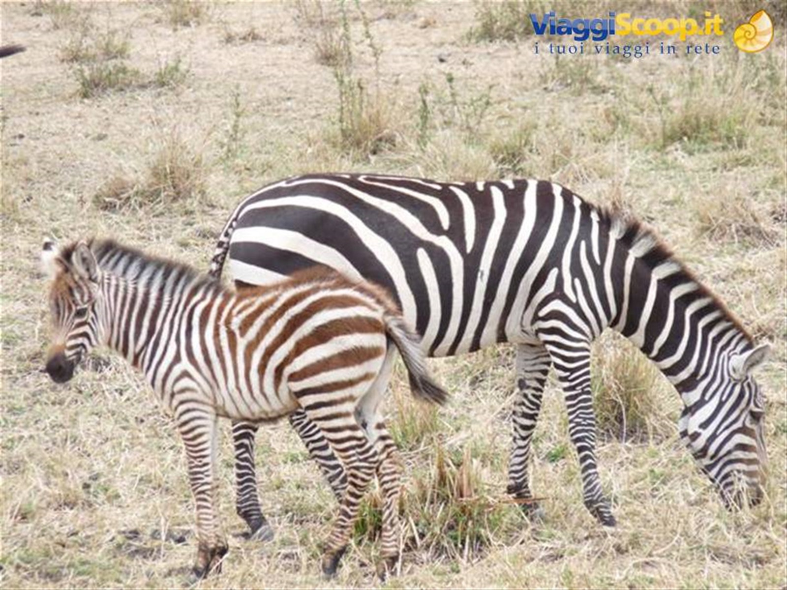 Foto di viaggio in KENYA