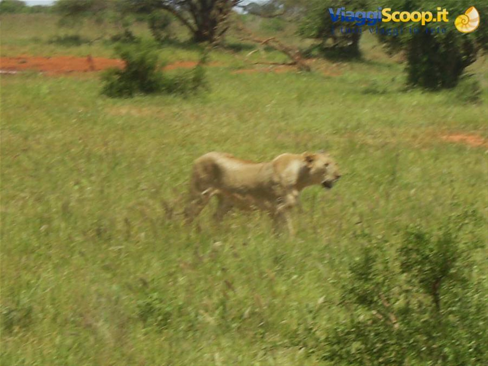 Foto di viaggio in KENYA