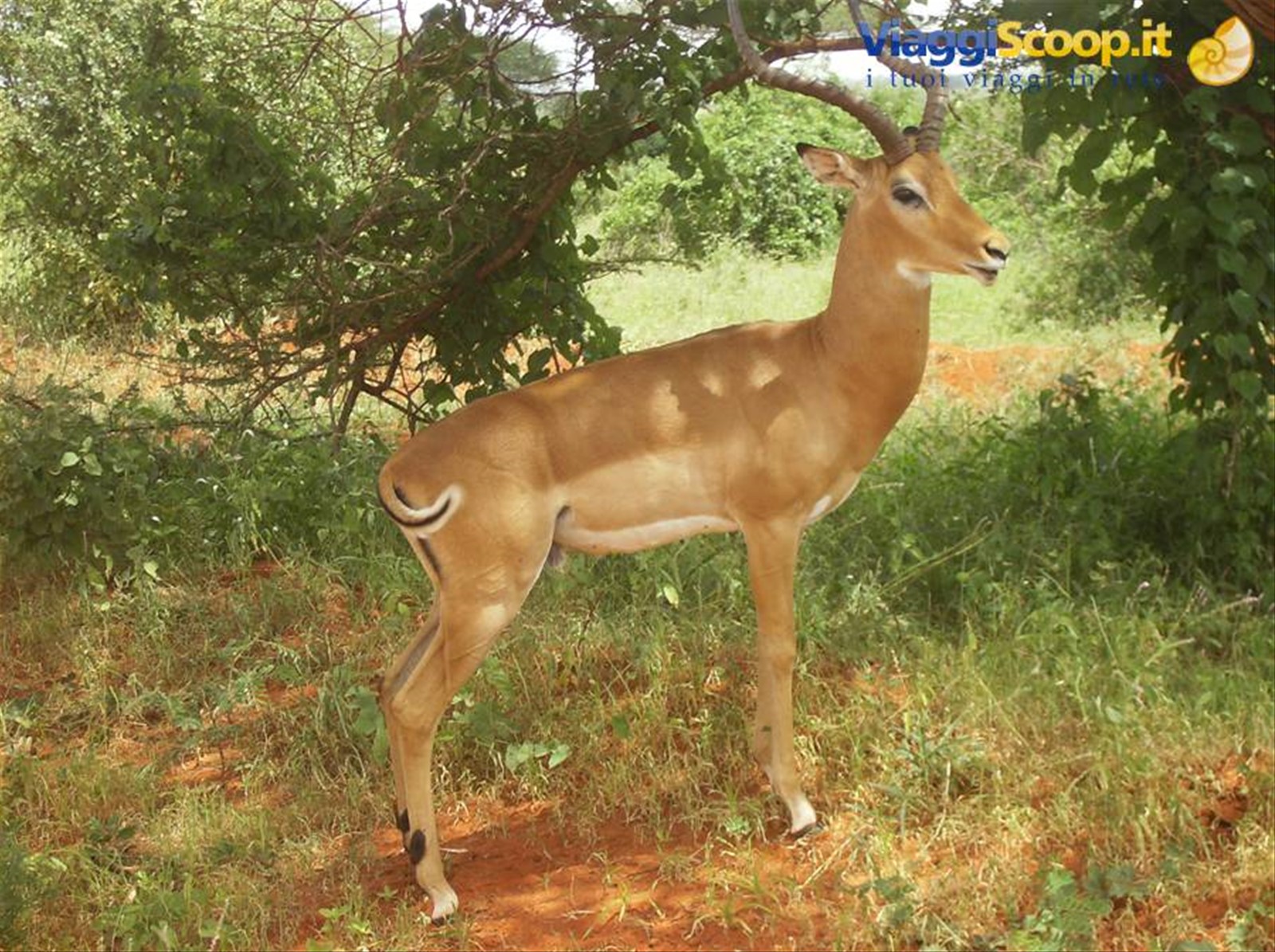 Foto di viaggio in KENYA