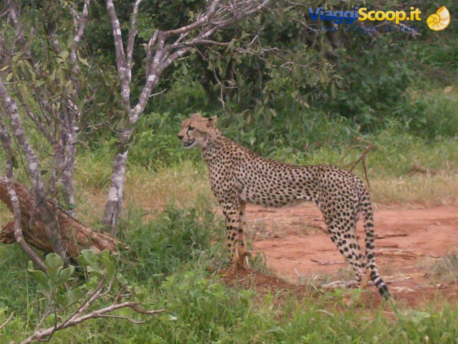 Foto di viaggio in KENYA