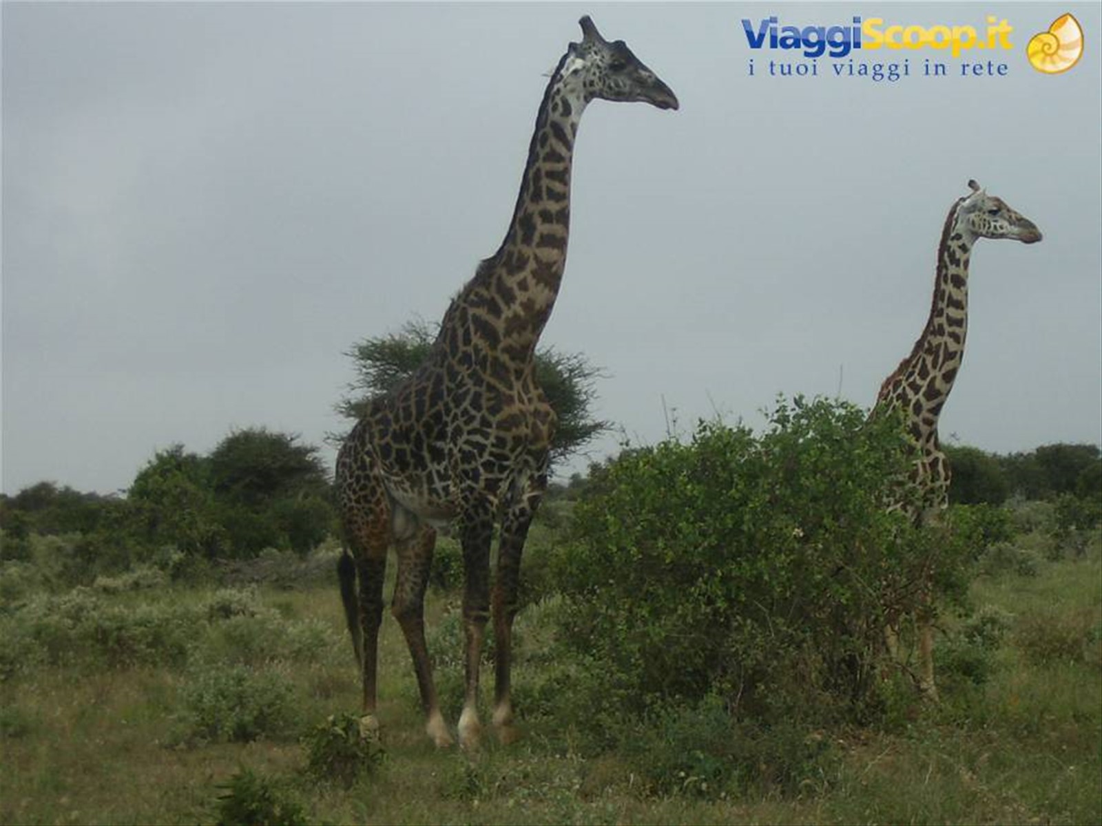 Foto di viaggio in KENYA