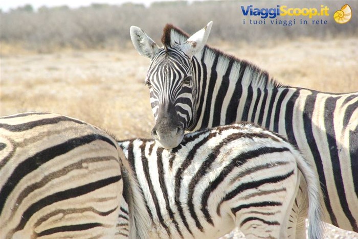 zebra