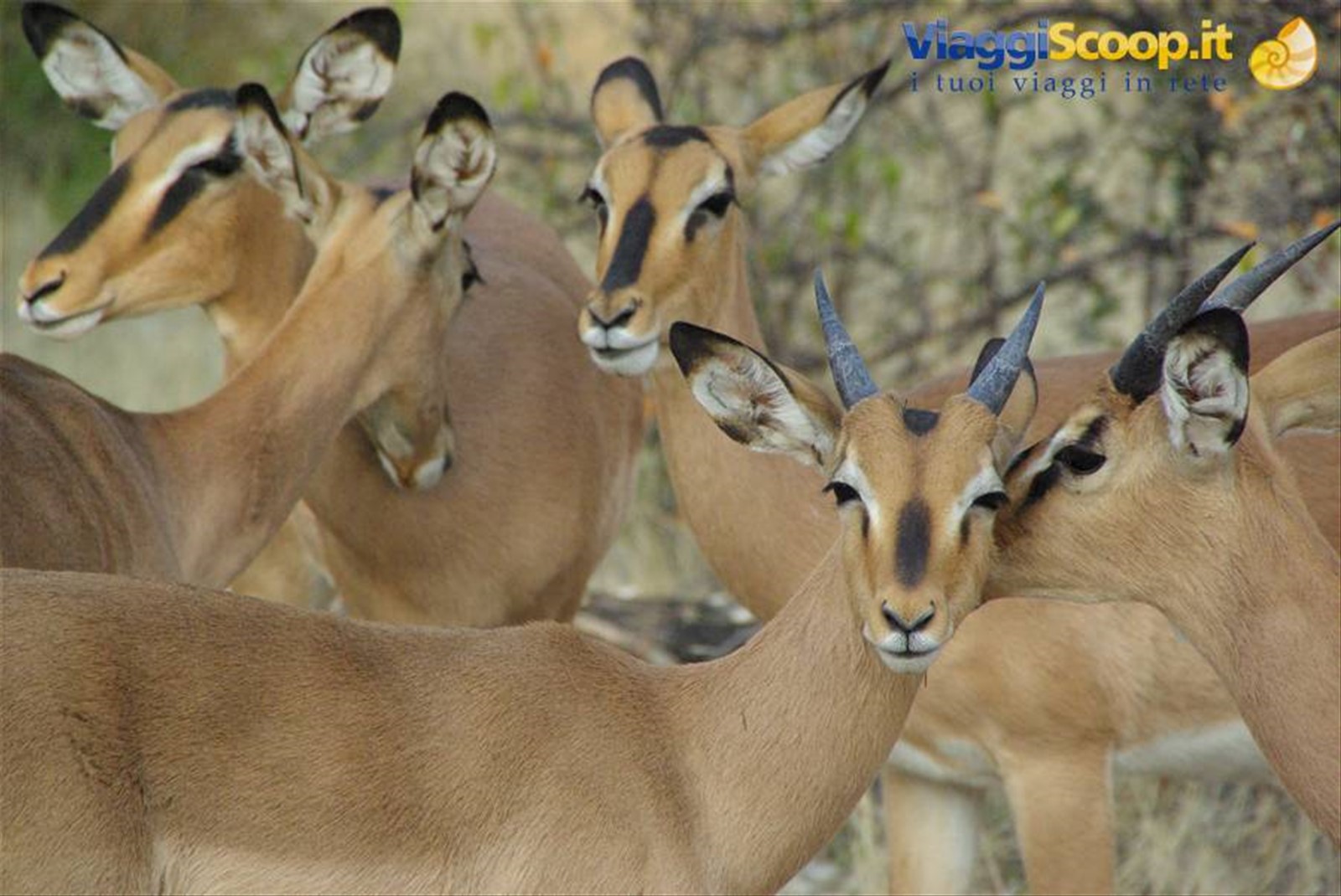 impala