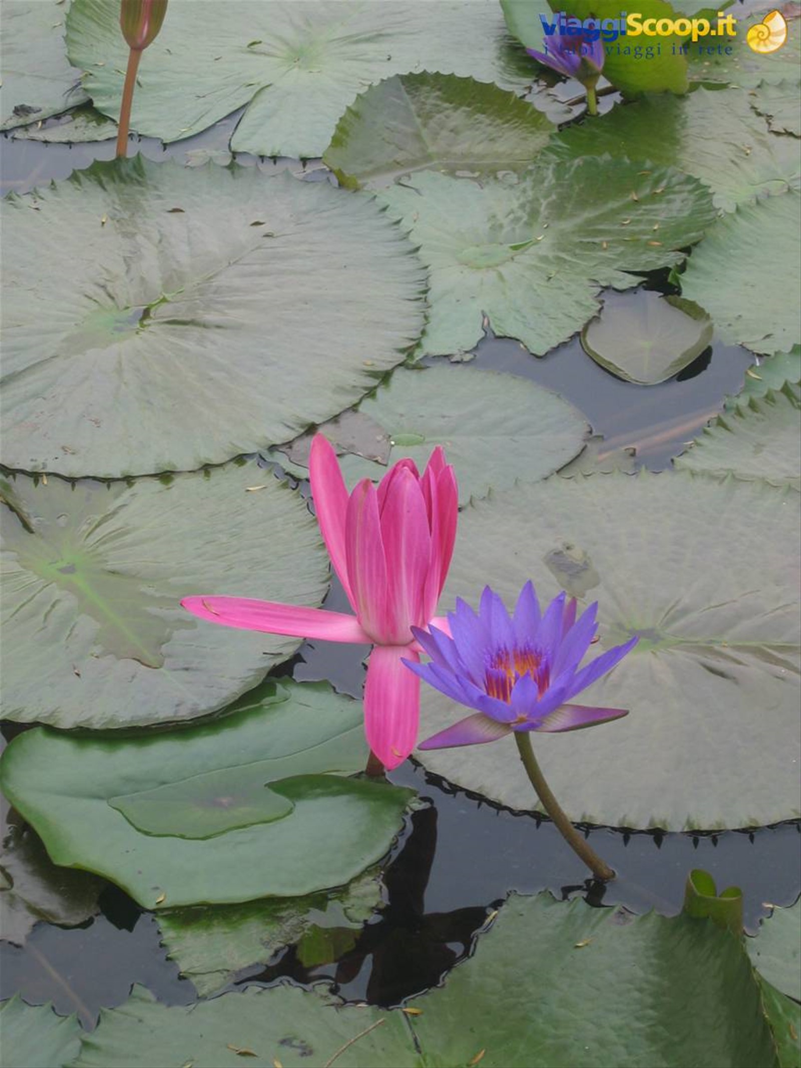 Tra orchidee e scimmie nasiche