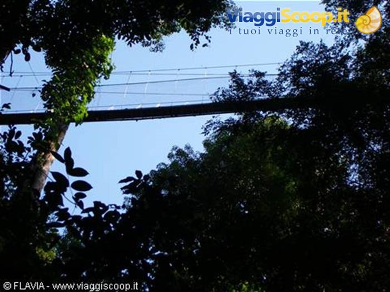 Taman Negara "Canopy walkway"