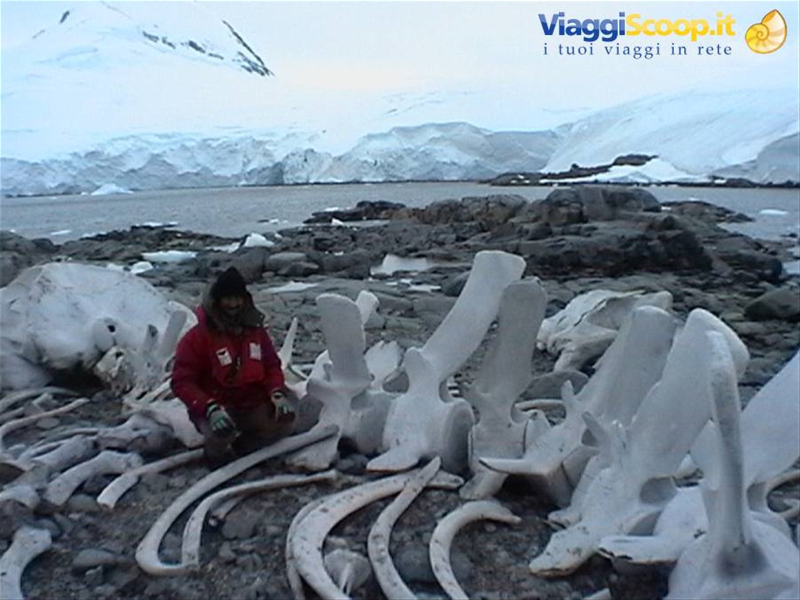 Foto di viaggio in ANTARTICA