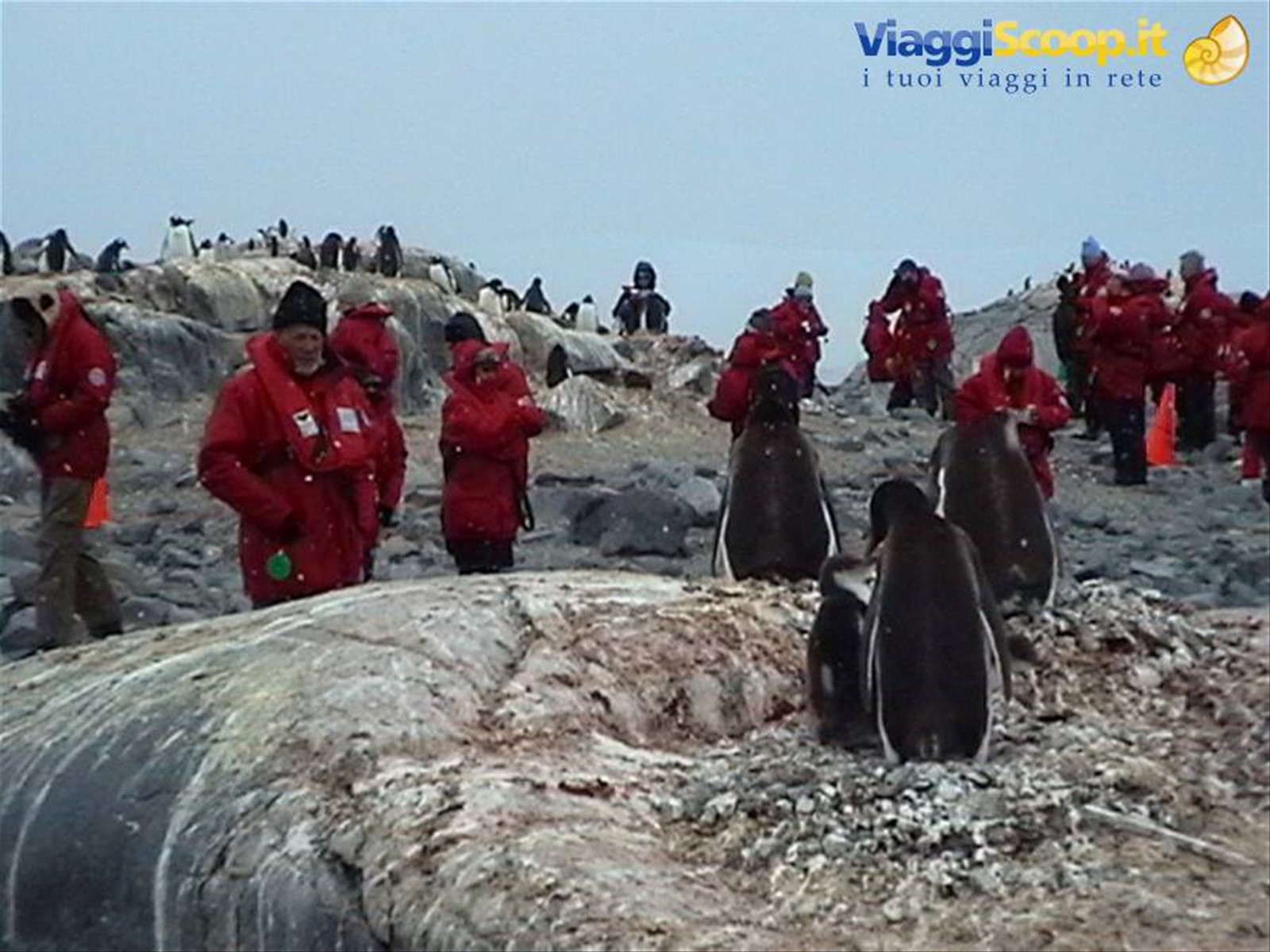 Foto di viaggio in ANTARTICA