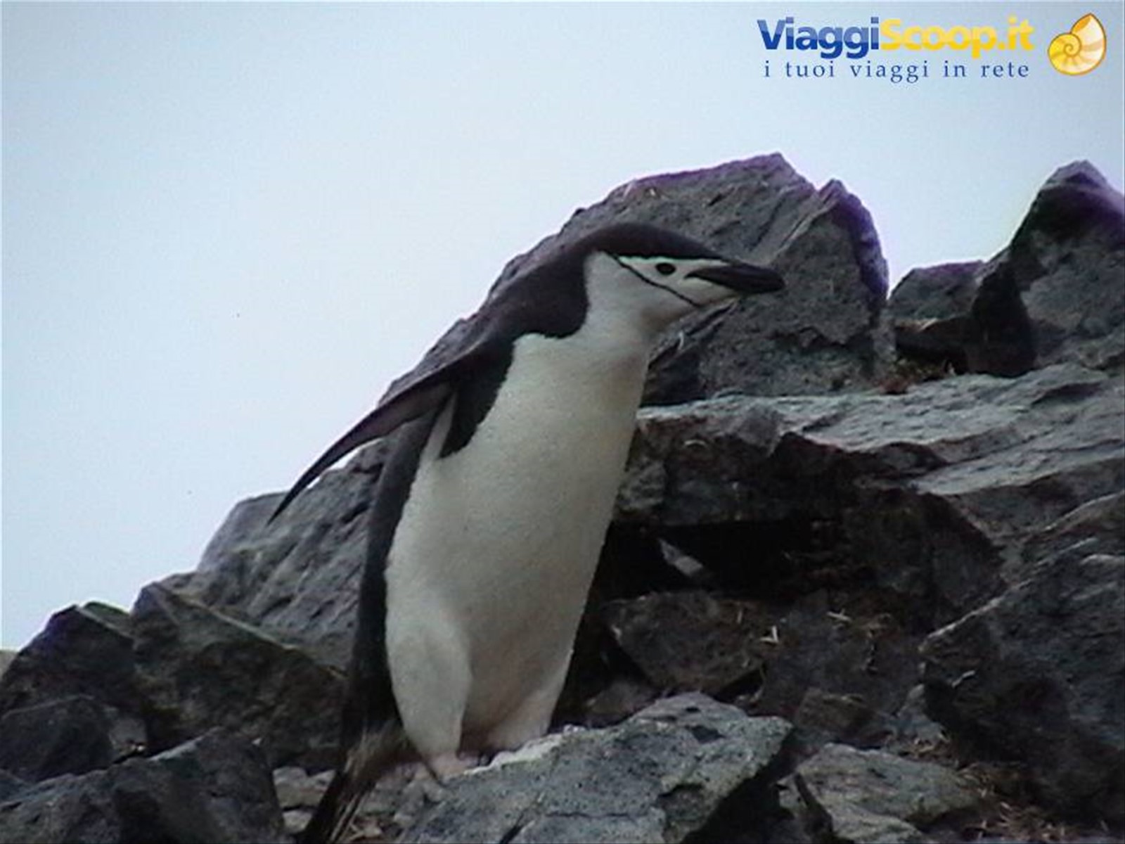 Foto di viaggio in ANTARTICA