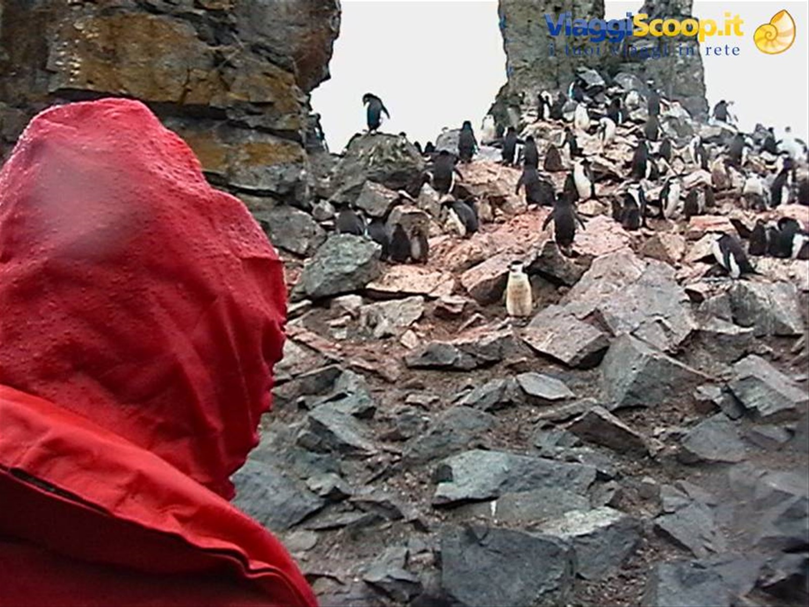 Foto di viaggio in ANTARTICA
