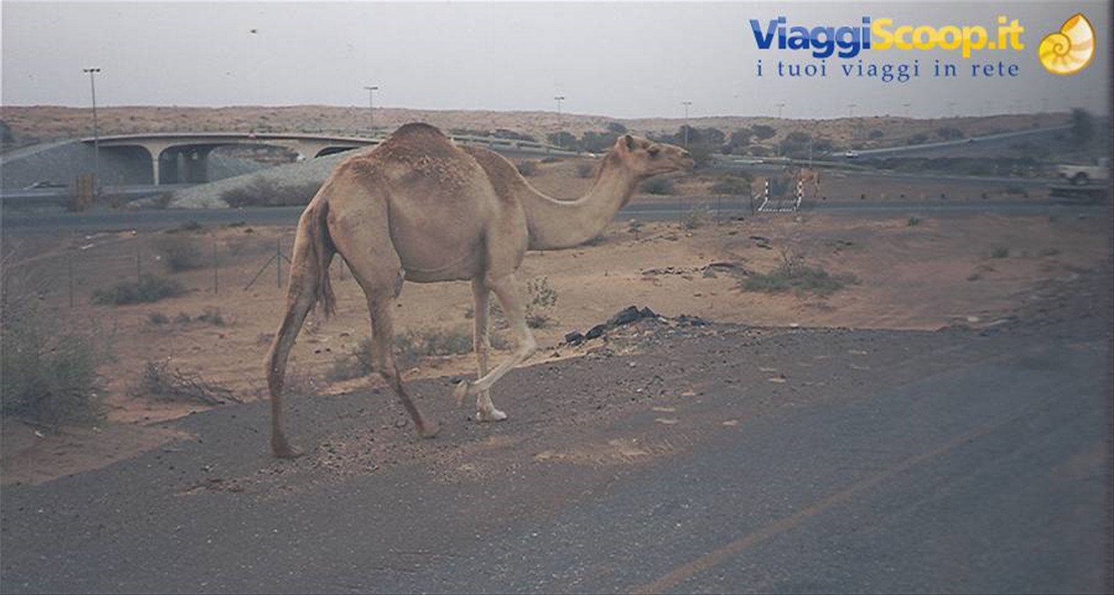 Foto di viaggio in EMIRATI ARABI UNITI