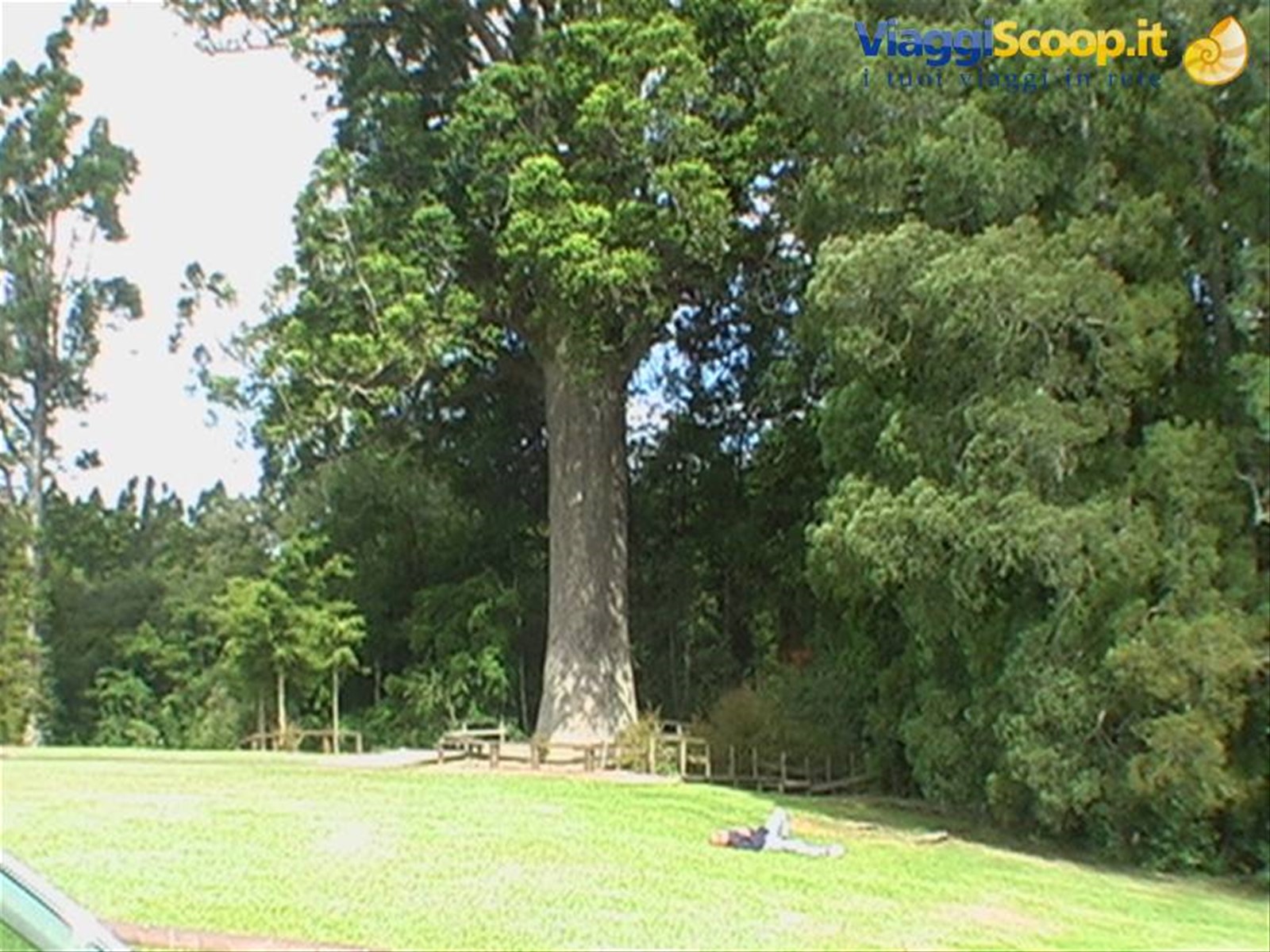 Albero gigante di 1000 anni