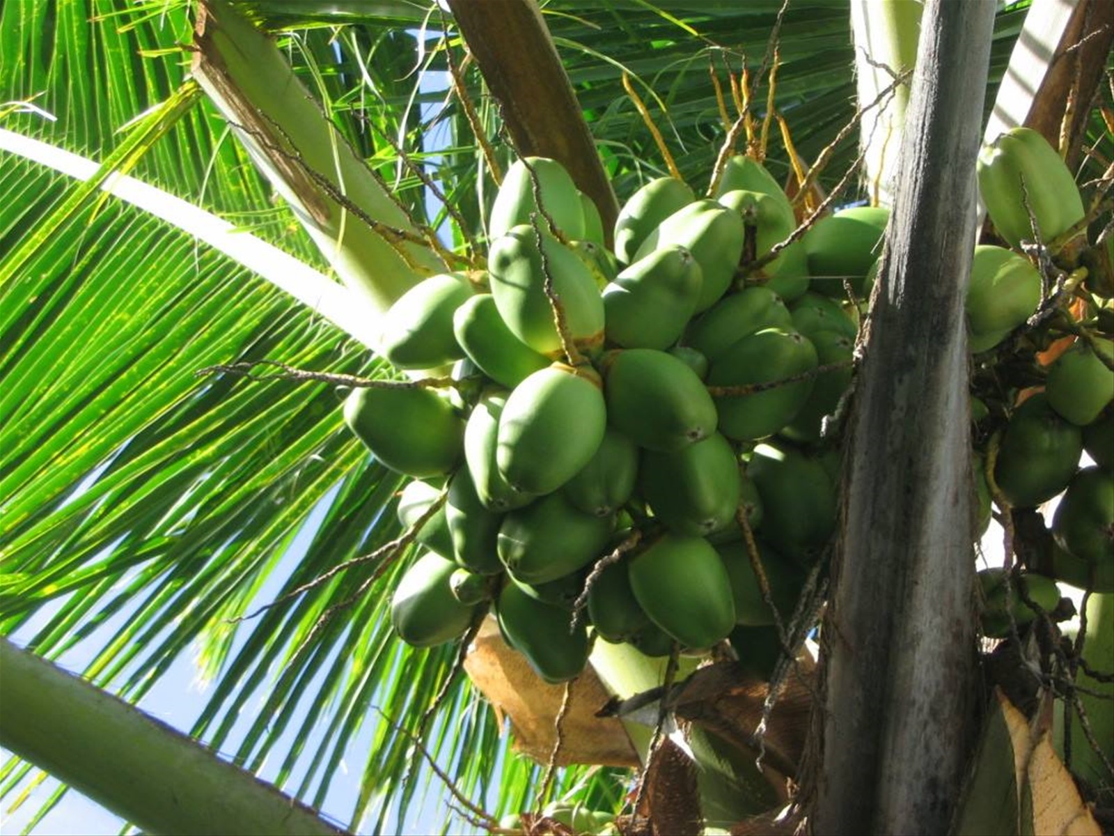 Foto di viaggio in MALDIVE