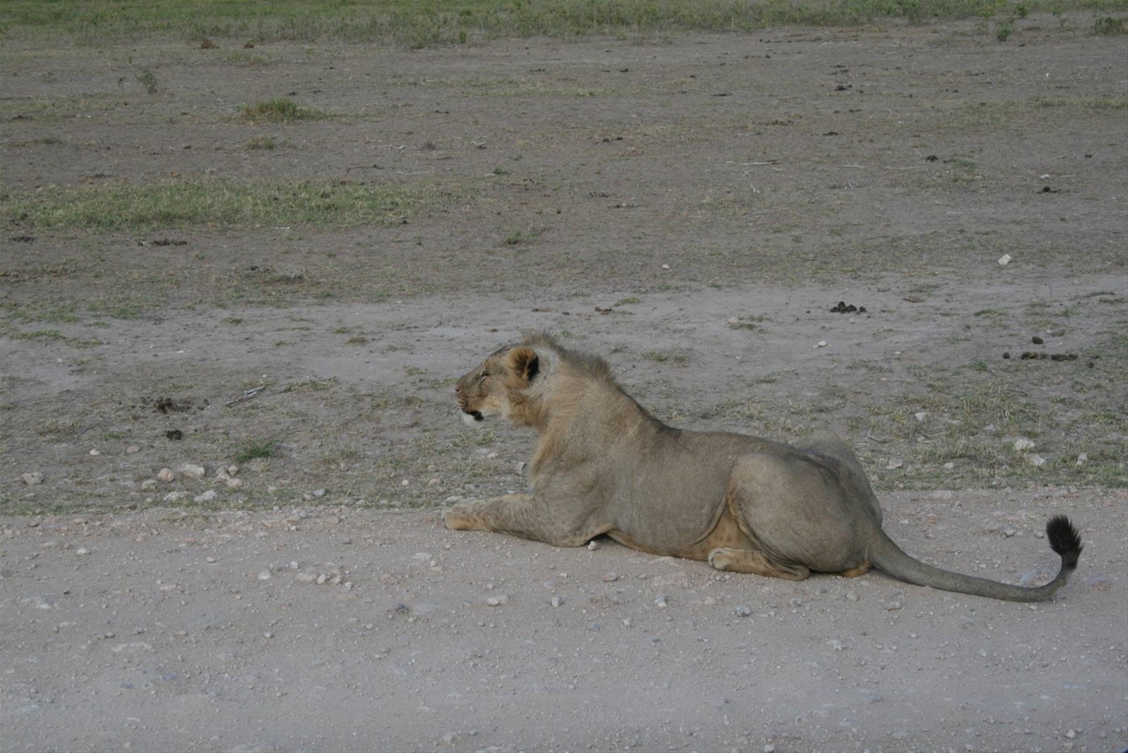 LEONE