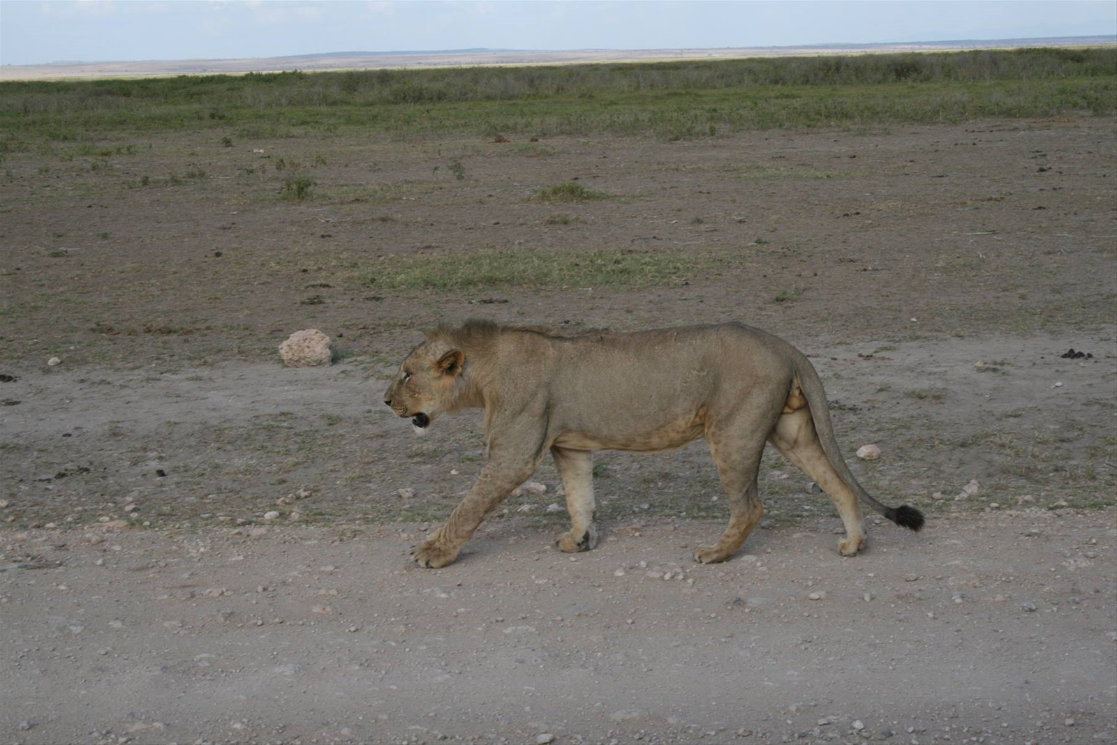LEONE