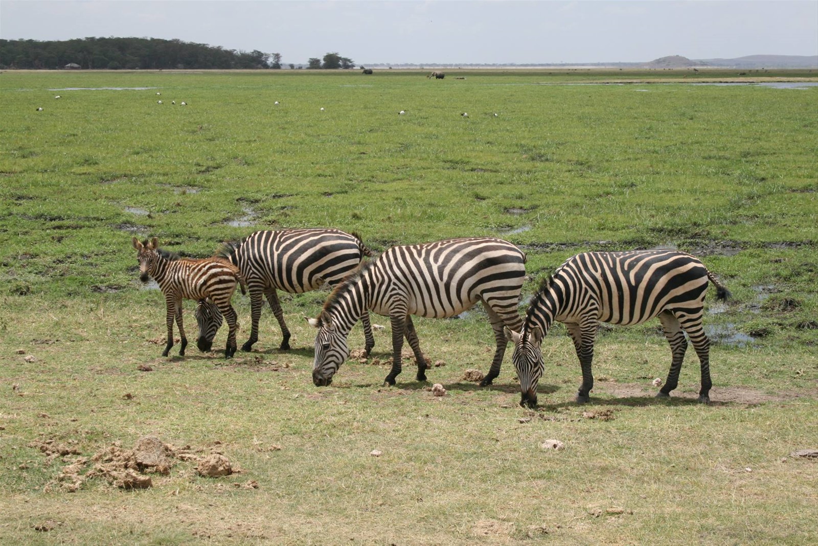 ZEBRE