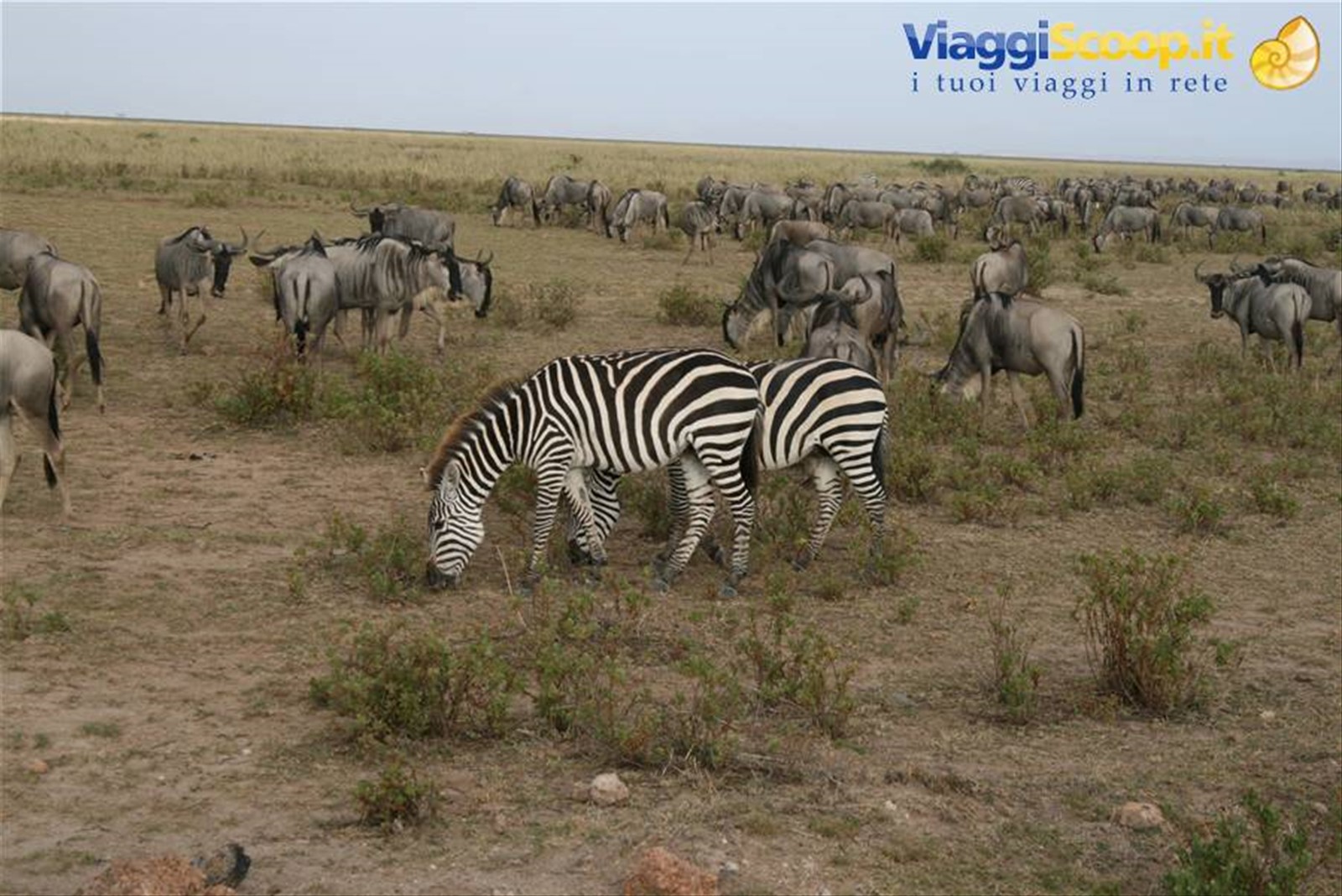 ZEBRE E GNU