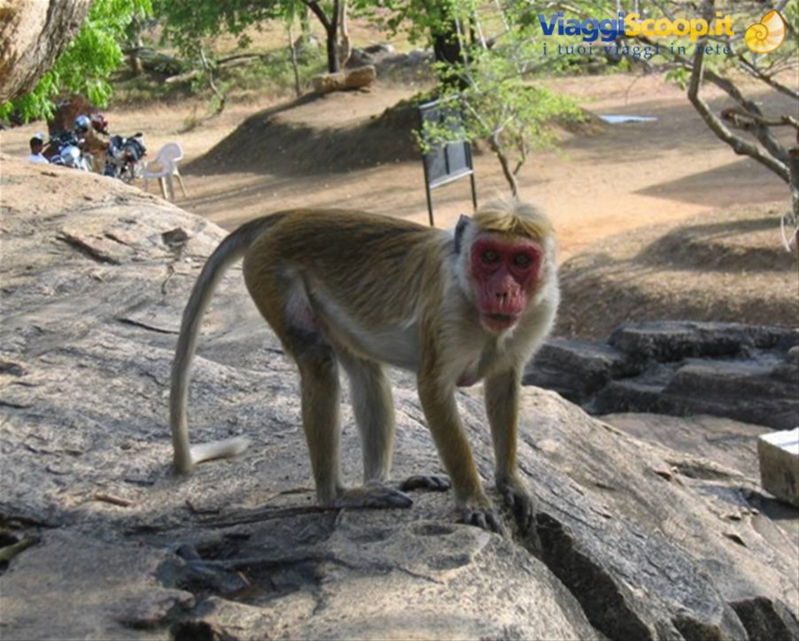 Foto di viaggio in SRI LANKA