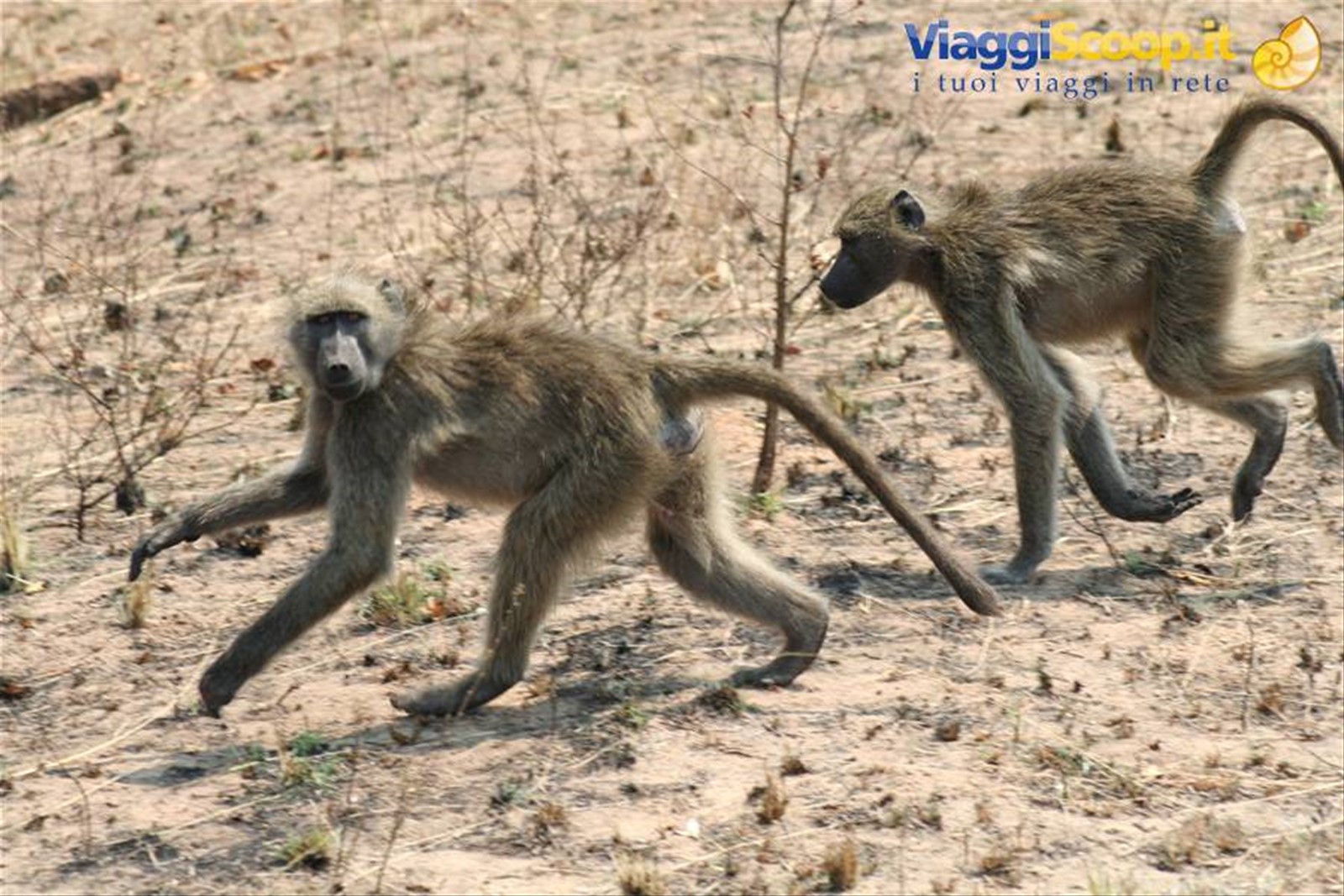 Foto di viaggio in SUD AFRICA
