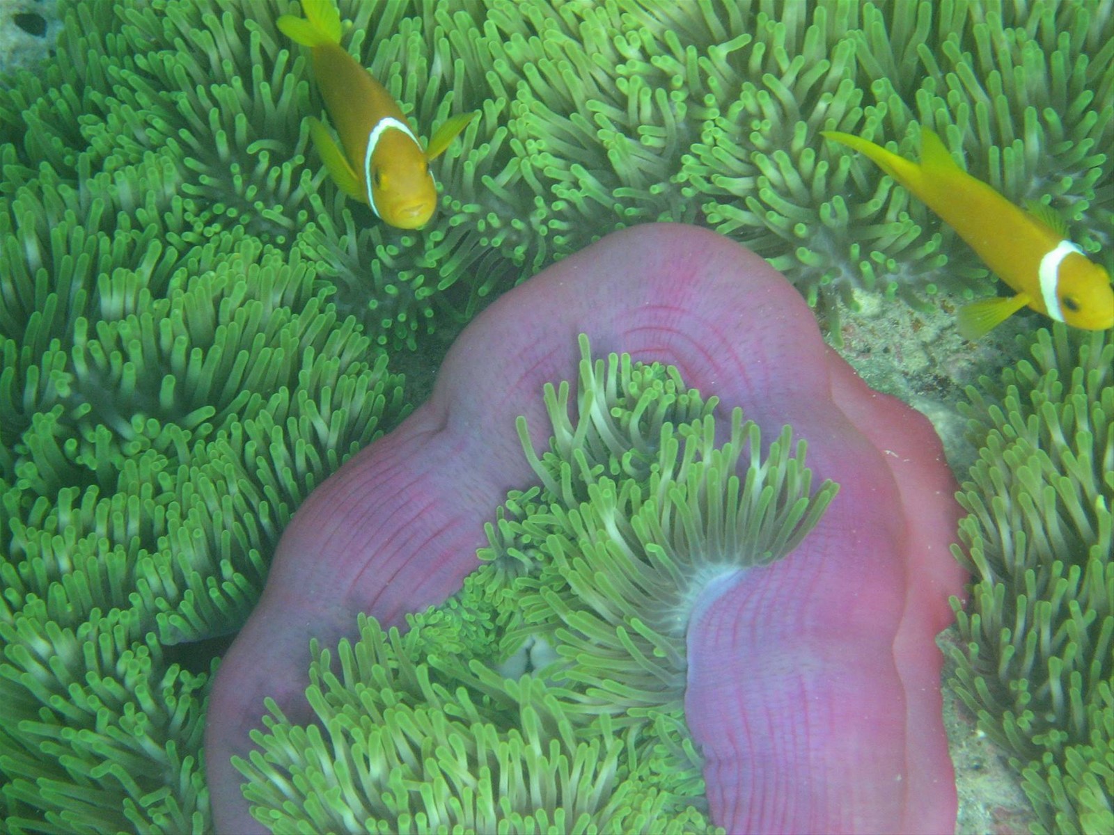 anemone con pesce pagliaccio