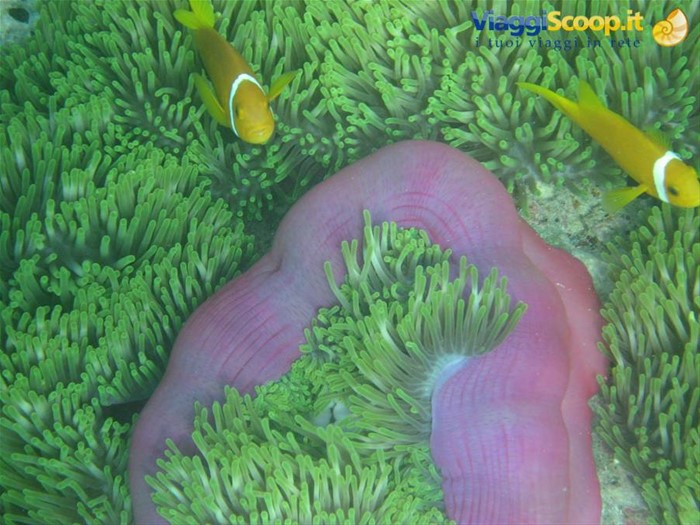 anemone con pesce pagliaccio