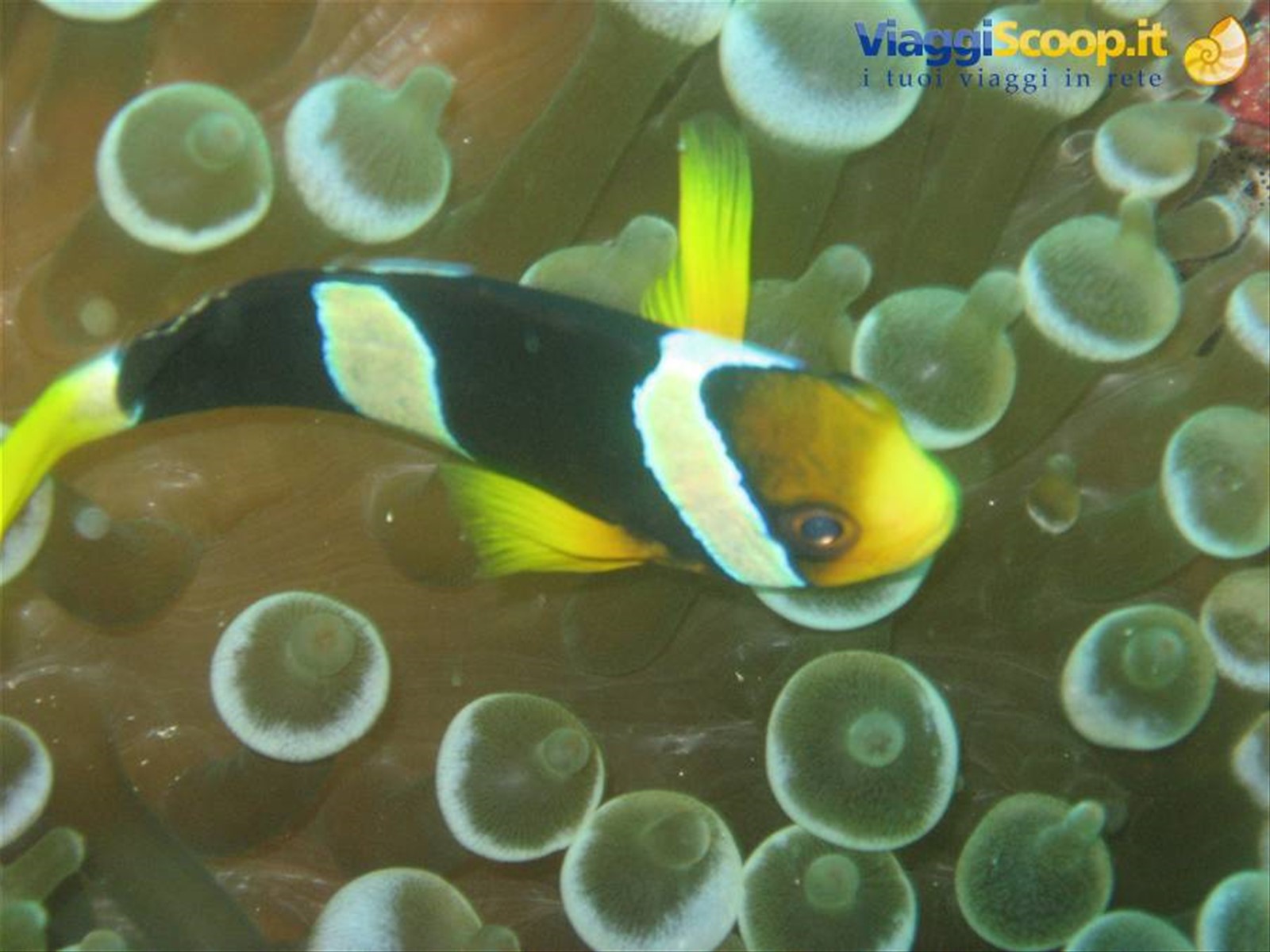 pesce pagliaccio delle maldive