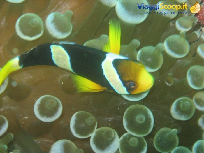 pesce pagliaccio delle maldive