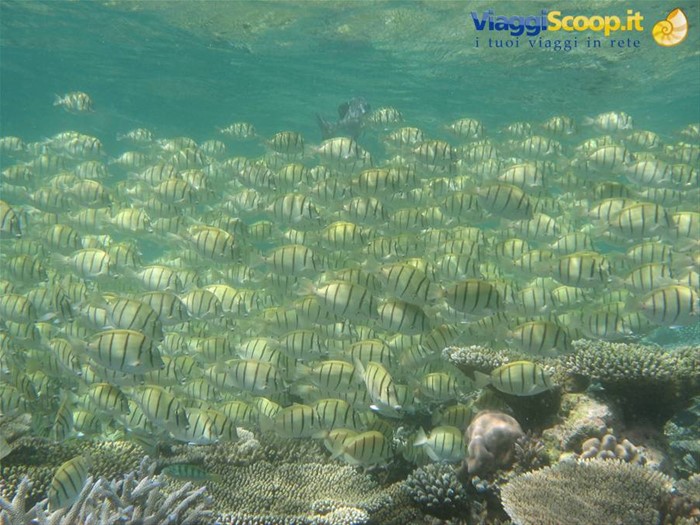 acquario naturale